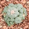  Peyote Cactus
