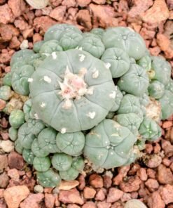  Peyote Cactus
