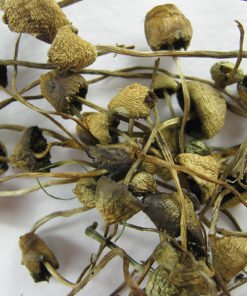 Liberty Caps mushroom