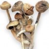 B+ Psilocybe Cubensis strain